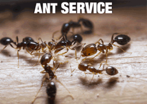 ANT-PEST-CONTROL-AUCKLAND-300x213